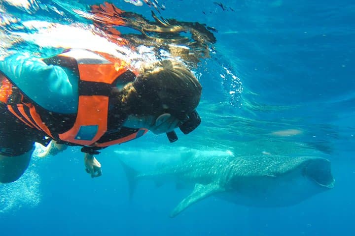 Swim with Whale Sharks from Cancun: Small-Group Encounter to Isla Mujeres photo 4