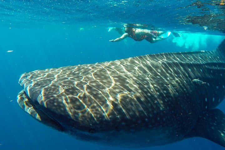 Swim with Whale Sharks from Cancun: Small-Group Encounter to Isla Mujeres photo 5