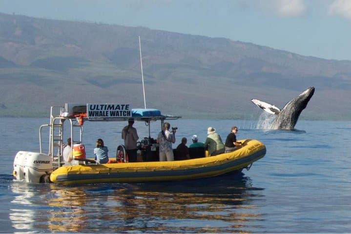 Ultimate Whale Watch from Lahaina — Small-Group Rafting & Hydrophone Encounters photo 2