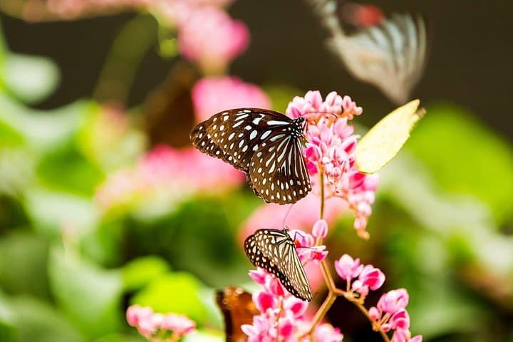 Explore Kuala Lumpur Bird Park, Butterfly Farm & Taman Orkid: A 3.5‑Hour Wildlife Walk photo 4