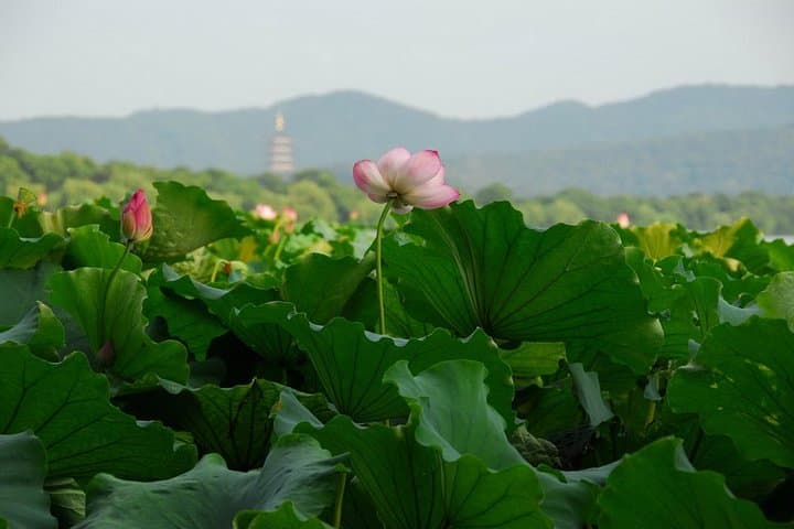 One-Day Hangzhou Private Tour from Shanghai — West Lake, Lingyin Temple & Six Harmonies photo 3