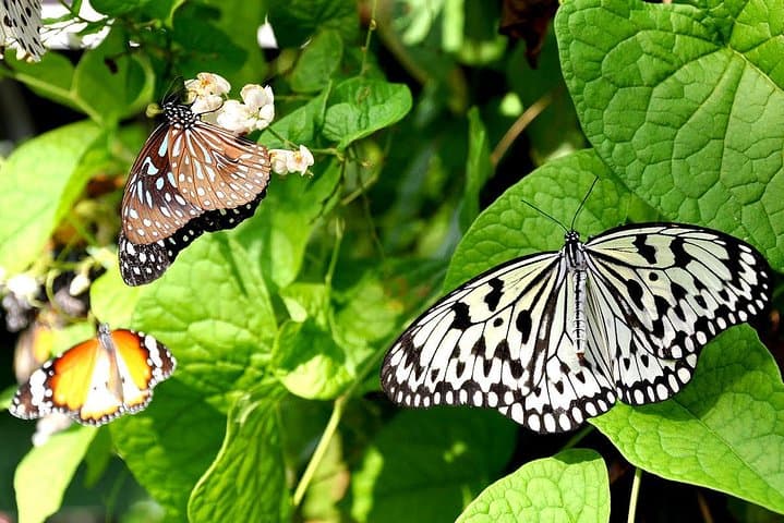 Inside KL's Bird Park and Butterfly Farm: Half-Day Nature Tour from Kuala Lumpur photo 1
