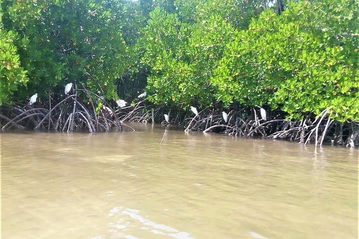 Mida Creek Boardwalk and Canoa Ride — Watamu Mangrove Canoe & Sunset Wildlife Tour photo 6