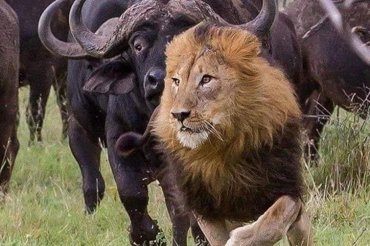 Exploring Nairobi National Park: A Unique Urban Safari Experience