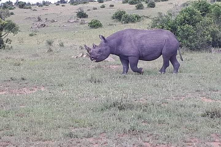Exploring Nairobi National Park: A Unique Urban Safari Experience photo 2