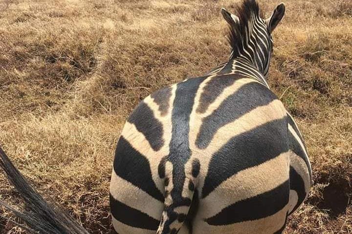Exploring Nairobi National Park: A Unique Urban Safari Experience photo 3
