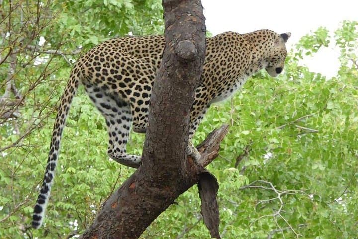 Chobe Day Trip from Livingstone: Big Five Safari & Zambezi River Cruise photo 2