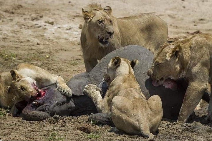 Chobe Day Trip from Livingstone: Big Five Safari & Zambezi River Cruise photo 1