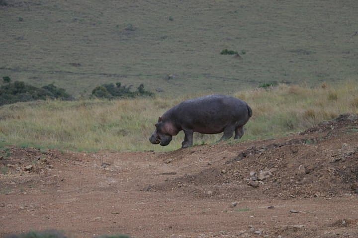Inside Nairobi National Park: Wildlife Adventure Just Outside Kenya’s Capital photo 4