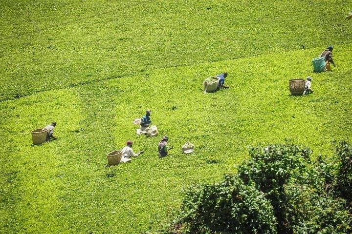 Kiambethu Tea Farm Day Tour from Nairobi — Limuru Tea Fields, Forest Walk & Lunch photo 3