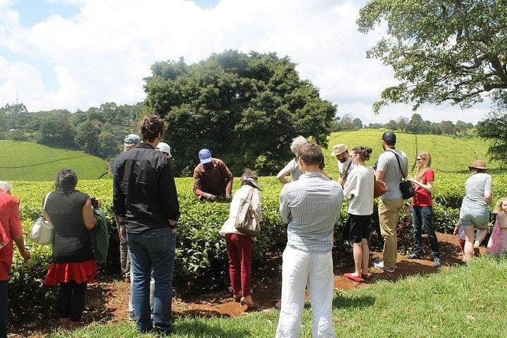 Kiambethu Tea Farm Day Tour from Nairobi — Limuru Tea Fields, Forest Walk & Lunch photo 4