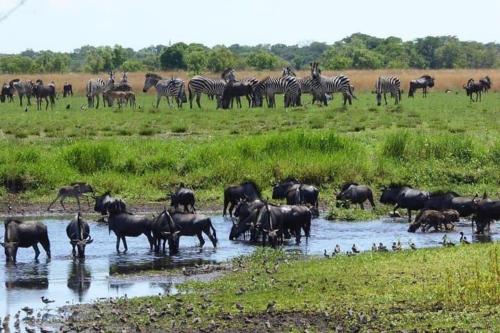 Chobe Day Trip from Livingstone: Big Five Safari & Zambezi River Cruise photo 3