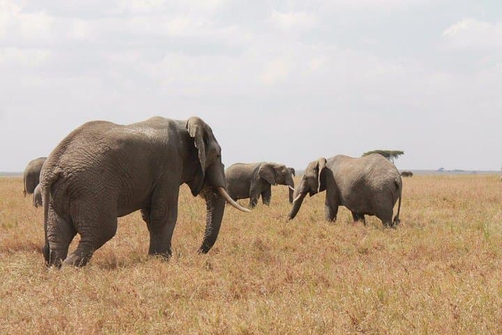 6-Day Kenya and Tanzania Safari — Masai Mara, Serengeti & Ngorongoro Adventure