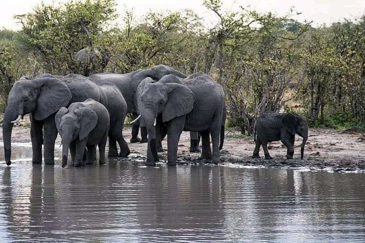 Zambezi Sundowner Cruise at Victoria Falls: Sunset Boat Tour on the Zambezi River photo 4