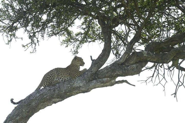 4-Day Camping Safari to Serengeti & Ngorongoro from Arusha photo 1