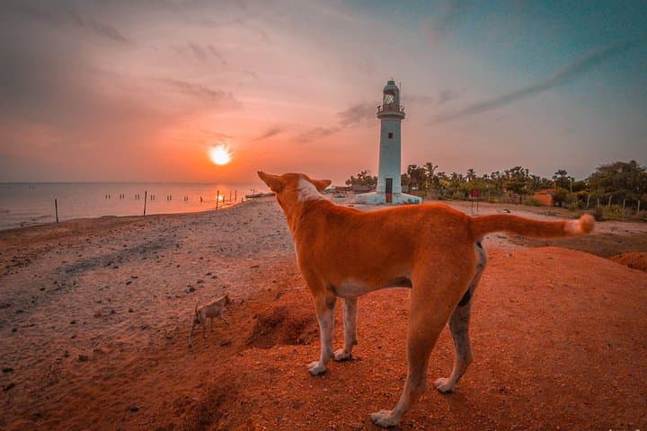 Sri Lanka North Tour: 8-Day Cultural, Wildlife & Coastal Adventure in Jaffna, Mannar & Trincomalee