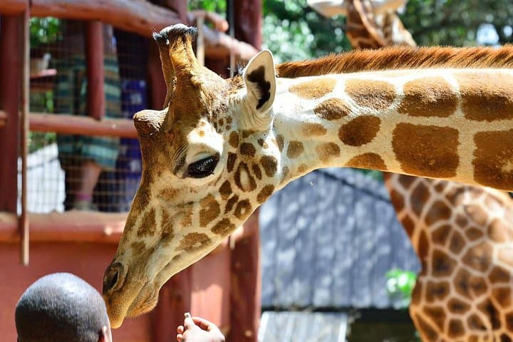 Explore Nairobi National Park, Giraffe Center & Kazuri Beads Factory on a Guided Day Tour photo 3