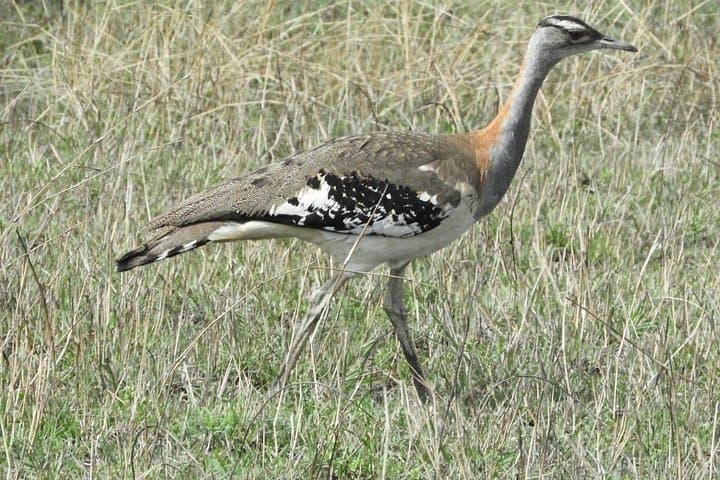 3-Day Amboseli Safari: Kilimanjaro-Backed Game Drives and Maasai Encounters photo 3