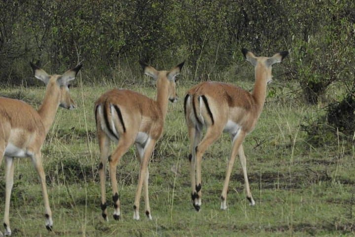 3-Day Amboseli Safari: Kilimanjaro-Backed Game Drives and Maasai Encounters photo 4