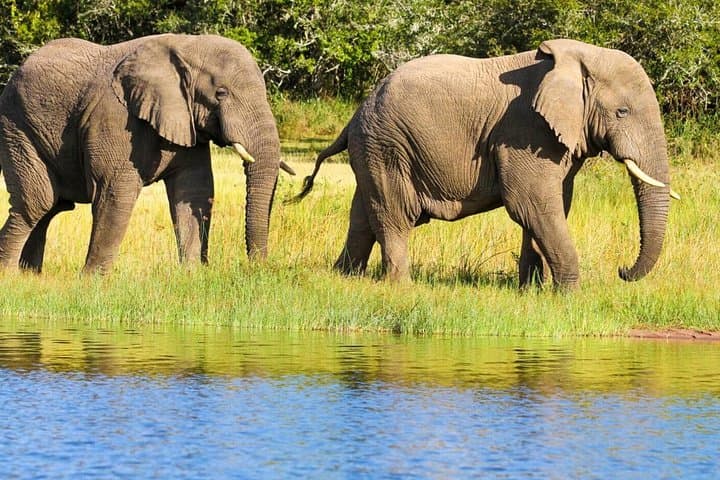 Two-Day Safari: Akagera National Park Game Drives & Lake Ihema Boat Trip