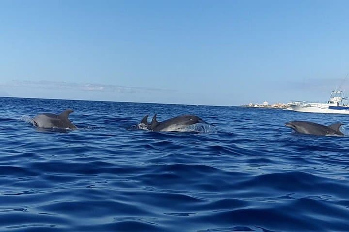 Sunset Kayak Tour to Palmar Cave — Dolphin & Turtle Watching in Tenerife photo 6