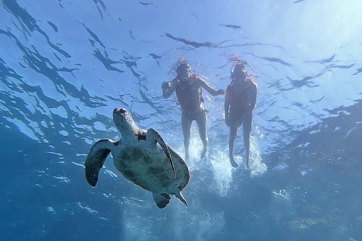 Sunset Kayak Tour to Palmar Cave — Dolphin & Turtle Watching in Tenerife photo 4