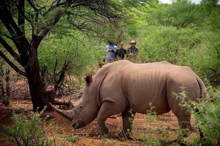 Private Rhino Walking Safari from Livingstone — Track White Rhino on Foot photo 2