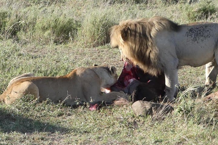 Full-Day Tarangire National Park Safari: Elephants, Baobabs & River Views
