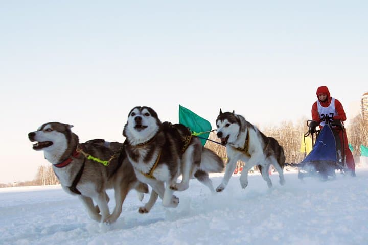 Terelj Day Trip: Dog Sledding, Turtle Rock & Genghis Khaan Statue