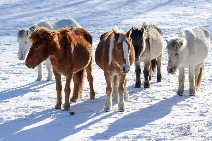 Terelj Day Trip: Dog Sledding, Turtle Rock & Genghis Khaan Statue photo 6