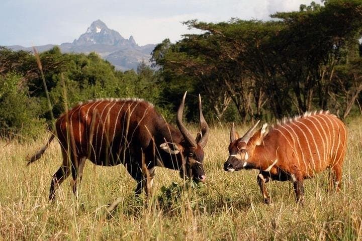 Ol Pejeta Overnight Safari and Mount Kenya Short Ascent photo 5