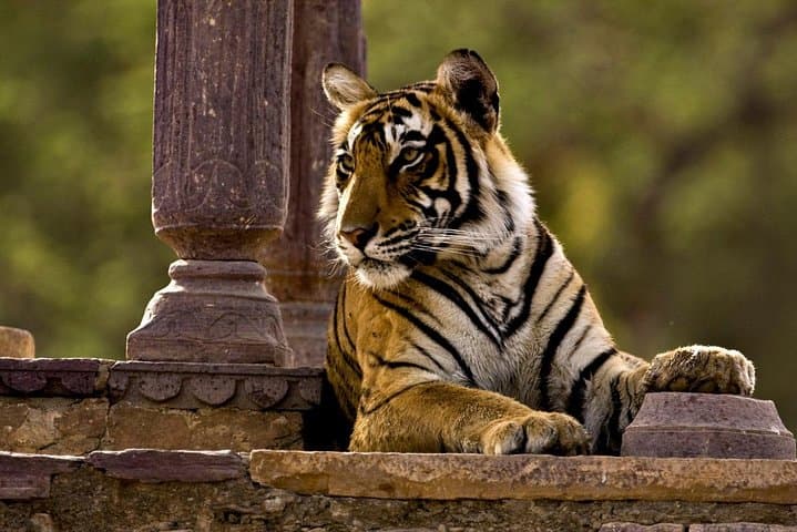 Weekend Jaipur And Ranthambore: Guided City Tour + Tiger Safari