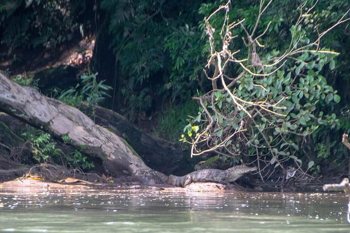 Sarapiquí River Jungle Kayak: 12 km Beginner-Friendly Kayak Descent photo 5