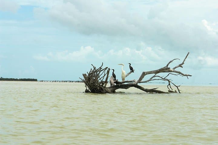 Day Trip to Holbox & Yalahau Cenote from Cancún — Holbox Plus Tour photo 3
