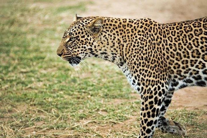 5-Day Safari Adventure Through Maasai Mara, Lake Nakuru & Hell's Gate National Park photo 2