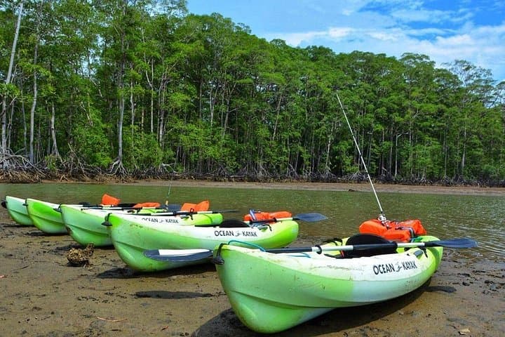 Damas Island Mangrove Kayak Tour — Quepos Wildlife & Boat Option photo 4