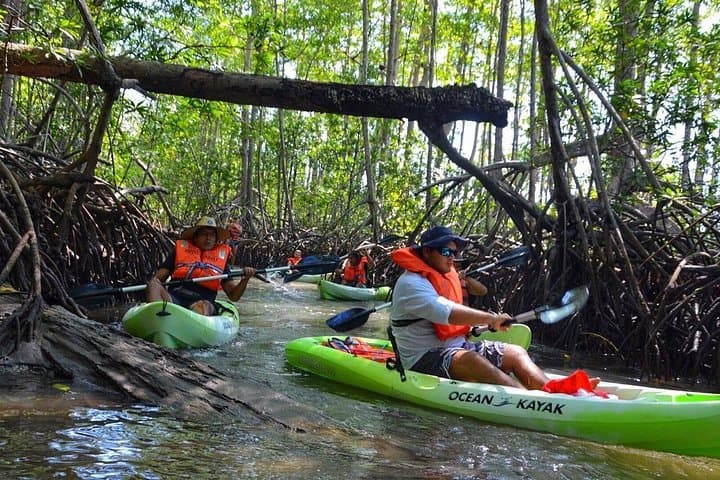 Damas Island Mangrove Kayak Tour — Quepos Wildlife & Boat Option photo 3