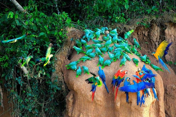 4-Day Manu National Park Rainforest Expedition — Birding, Clay Licks & Oxbow Lakes photo 2