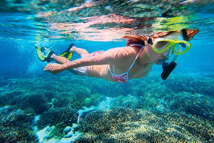 Cancun Basic Snorkel Experience: Snorkel the MUSA Reef, Seagrass & Shipwreck with Transport