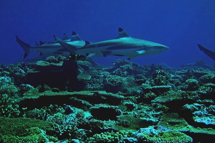 Mamanuca Reefs: Certified Scuba Diving from Port Denarau with Whitetip Marine Adventures photo 4