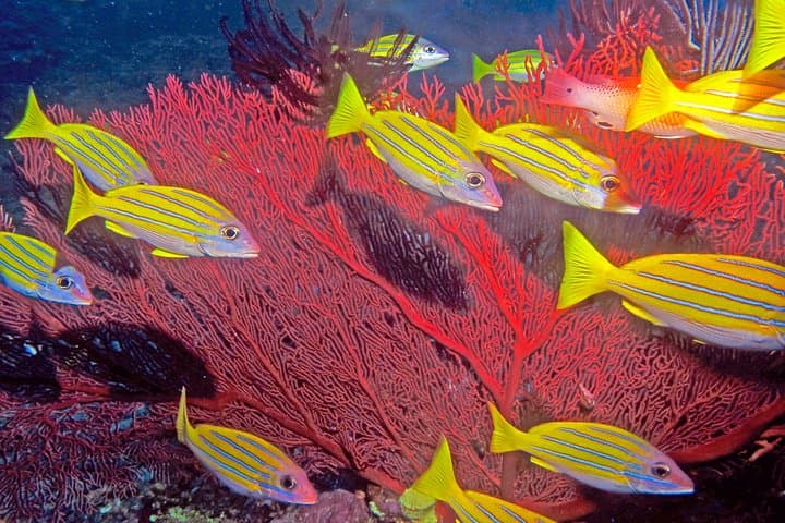 Introductory Scuba Dive in Pacific Harbour — Whitetip Marine Adventures | Fiji photo 6