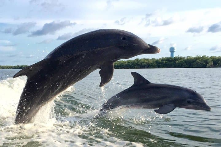 Private 2-Hour Estero Bay Dolphin & Shelling Tour (Fort Myers Beach)