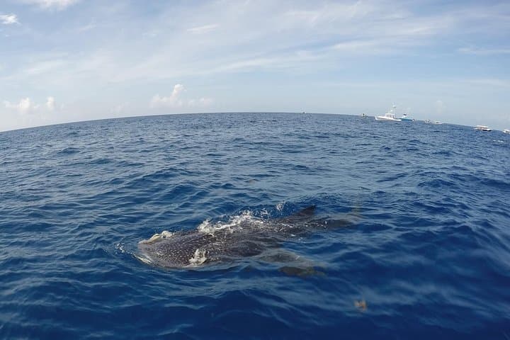Swim with Whale Sharks from Cancun: Small-Group Encounter to Isla Mujeres photo 6