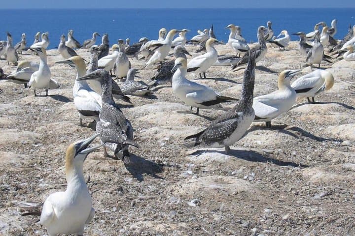 Muriwai Beach & Gannet Colony Private Tour — Black Sand, Surf and Wine Tasting photo 5