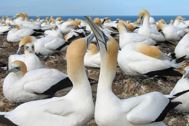 Muriwai Beach & Gannet Colony Private Tour — Black Sand, Surf and Wine Tasting photo 3