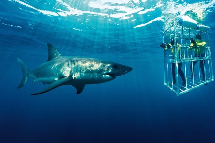 Gansbaai Shark Cage Diving & Stony Point Penguins Day Trip from Cape Town photo 6