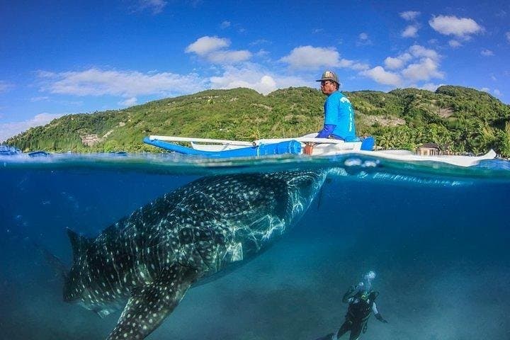 Oslob Whale Shark Watching & Badian Canyoneering: Full-Day Cebu Adventure photo 2