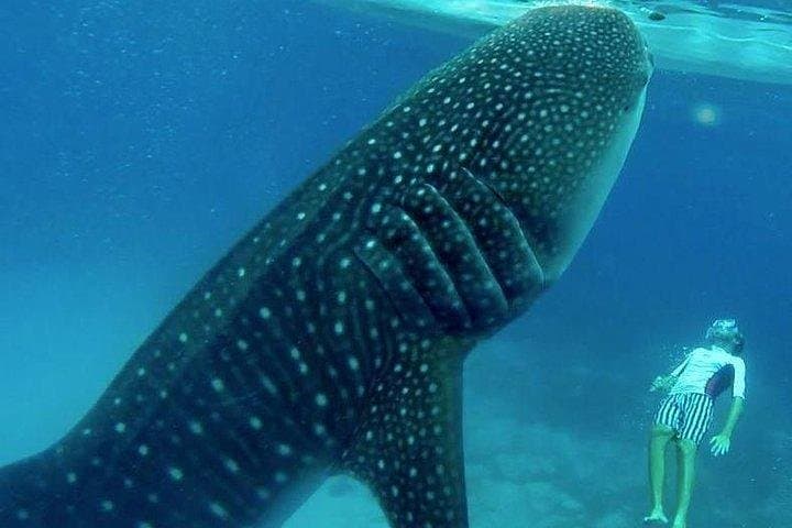 Oslob Whale Shark Watching & Badian Canyoneering: Full-Day Cebu Adventure photo 3