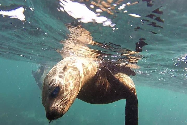 Snorkel with Cape Fur Seals and Explore the Cape Peninsula: Hout Bay to Cape Point Day Tour
