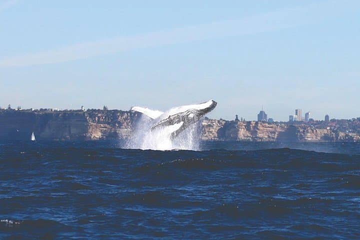 Sydney Whale Watching Cruise from Circular Quay — Humpbacks & Southern Right photo 2